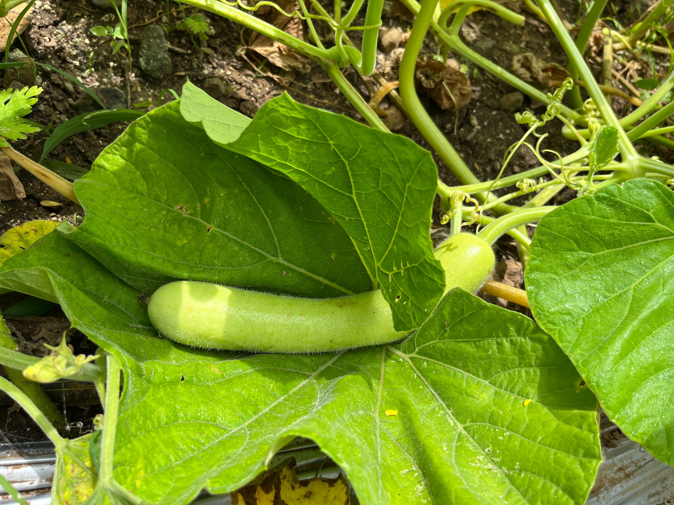 Bottle Gourd